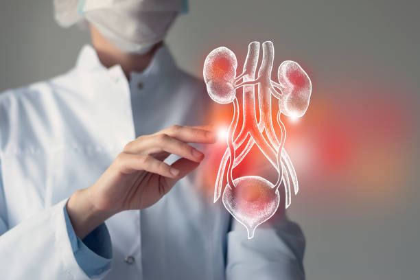 Doctor Explaining Urinary Tract Infection (UTI) on a adiagram